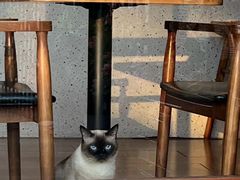 -有猫主题·治愈系猫咖(曾厝垵店)
