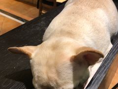 -more than meow吴止猫主题餐厅(承德 中船汇店)