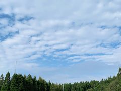 -武陵山森林公园