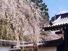-醍醐寺