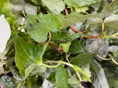 -黔豆园豆米火锅野菜馆(威宁店)
