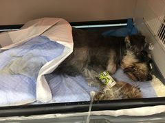 -伟伟宠物医院·CT影像中心·瑞派犬猫综合性门诊(汉口总院)