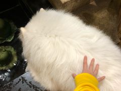 -more than meow吴止猫主题餐厅(承德 中船汇店)