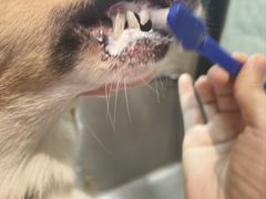 -PETKIT小佩宠物·低压洗护(国顺东路店)