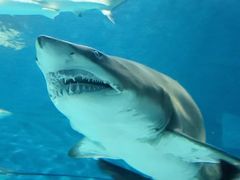 -上海海洋水族馆