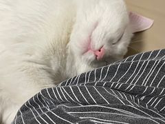 -福懋动物医院·犬猫全科·外科·重症科(杏林分院)