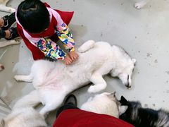 -星多哈·狗咖·拼豆·咖啡
