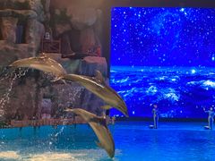 -芜湖新华联大白鲸海洋公园