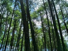 -硗碛藏寨·神木垒景区