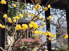 -芥子园