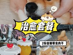 -柴犬高等学院·狗咖·柴犬售卖·宠物训练