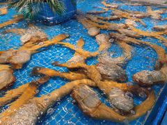 -驻海渔市(置信店)