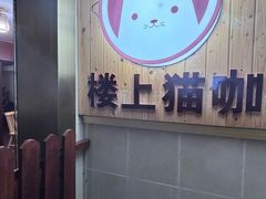 -楼上猫咖(罗湖店)