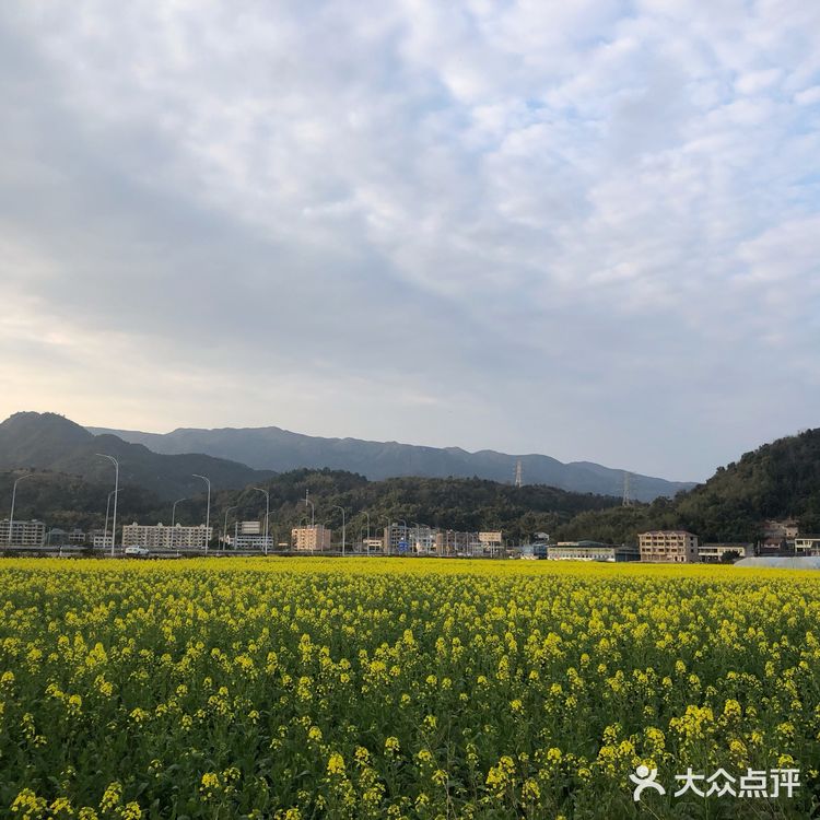 湖岭 桐浦油菜花 春季赏景好去处