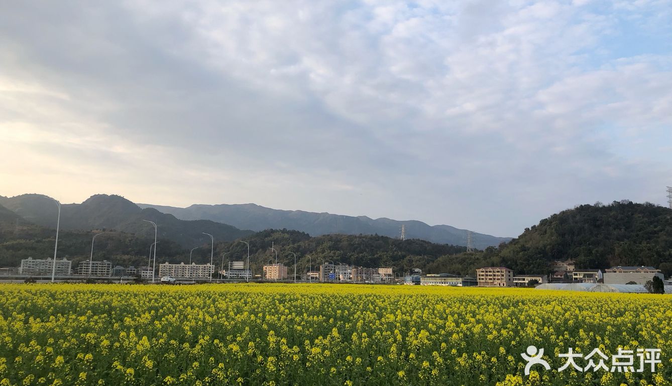 湖岭 桐浦油菜花 春季赏景好去处