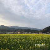 湖岭 桐浦油菜花 春季赏景好去处