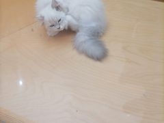 -帕帕拉兹宠物(亚洲旗舰店)