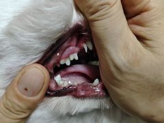 -乐琪宠物医院·犬猫专科·骨外科·急重症