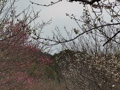 -香雪海