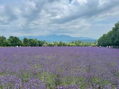 -富田农场