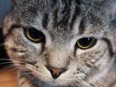 -猫尾侦探俱乐部·剧本杀·狼人杀
