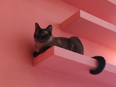 -藏猫猫咖啡主题馆(中央大道店)