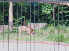 -清迈夜间动物园
