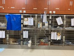 -艾贝尔宠物医院·24H转诊中心·肿瘤猫专科(江宁双龙店)