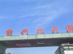 -曹州牡丹园