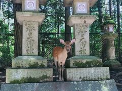 -奈良公园