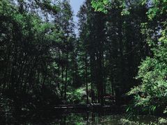 -杭州植物园