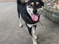 -柴犬高等学院·狗咖·柴犬售卖·宠物训练