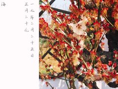 -香雪海