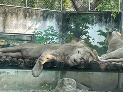 -成都动物园