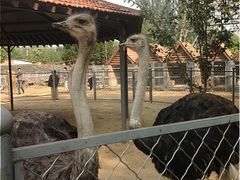 -意大利农场度假村