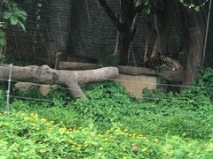 -清迈夜间动物园