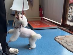 -创凡宠物医院·骨专科  猫科中心(西乡分院)