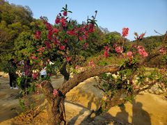 -南国桃园旅游度假区