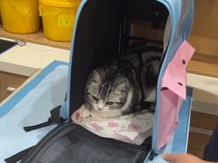 -艾贝尔宠物医院·24H转诊中心·肿瘤猫专科(江宁双龙店)