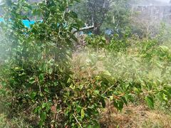 -名花谷生态庄园