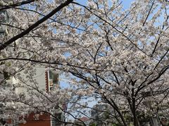 -高东镇樱花园