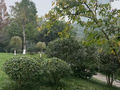 -龙头寺公园