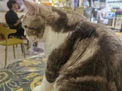 -平行世界·猫咖(首经贸店)