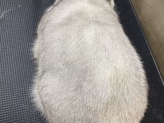 -PETKIT小佩宠物·低压洗护(国顺东路店)