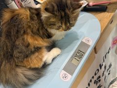 -momokira米努特·德文卷毛猫·棉花面纱犬