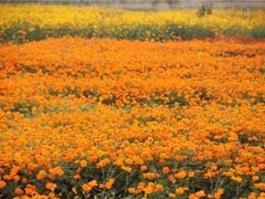 -洪湖湿地生态园