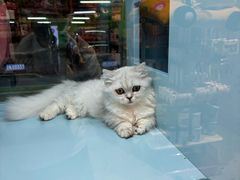 -FAELING PETS美天灵宠物(合生汇店)
