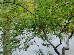 -秋霞圃