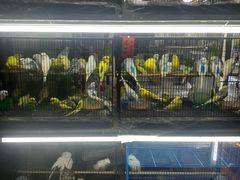 -溪岸路花鸟市场