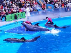 -海合安成都极地海洋公园